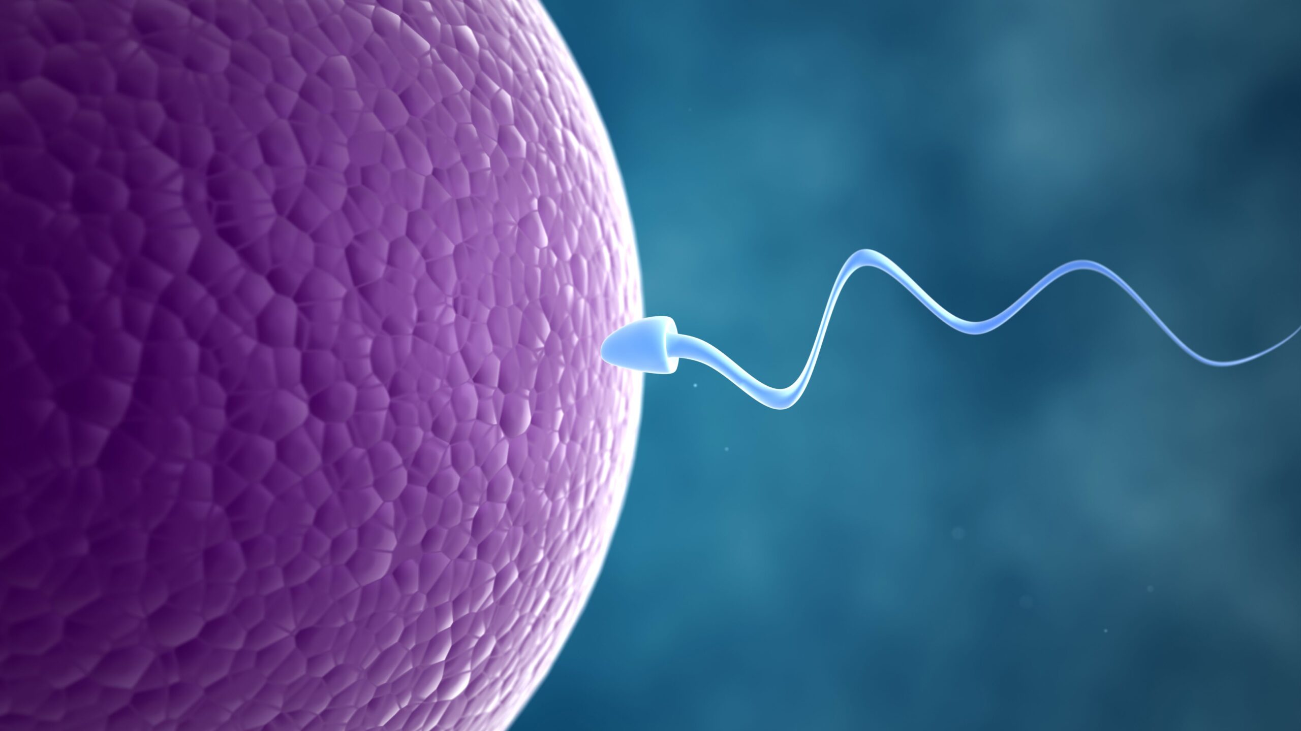 fertility