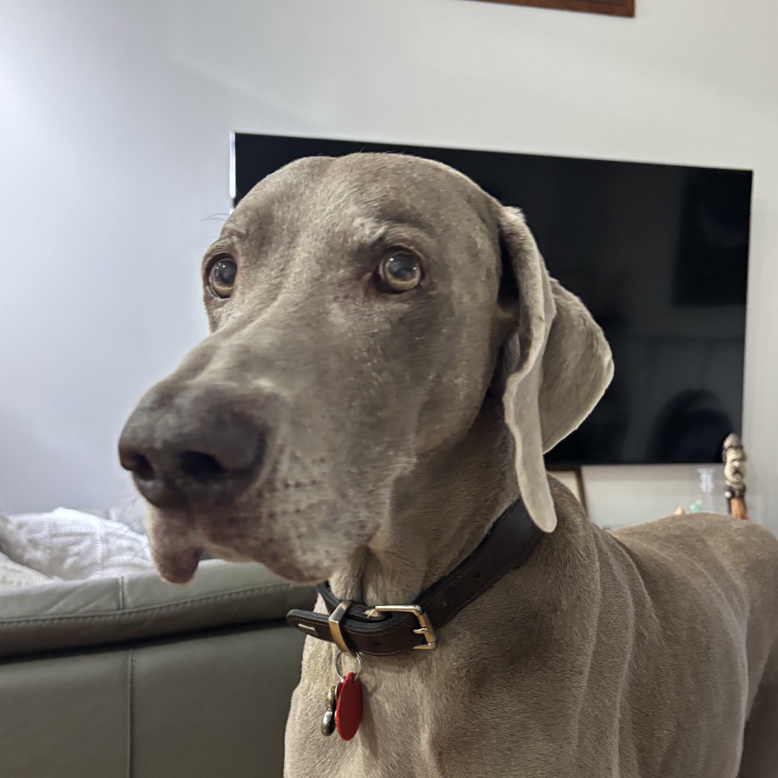 ponsonby wellness team casper